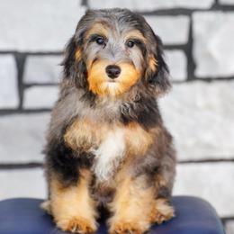 Luca (socialization program student) - Blue merle male Bernedoodle puppy in Dundee, Ohio from Down Home Doodle