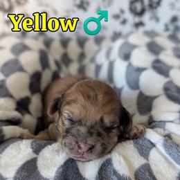 Yellow Boy - Merle male Shihpoo puppy in Rockledge, Florida from Stormie's Doodles