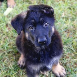 German Shepherd Puppies from Freitag Kennels