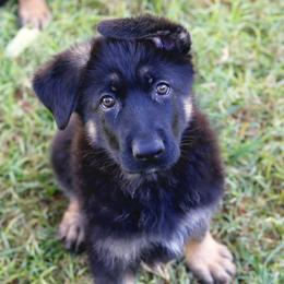 German Shepherd Puppies from Freitag Kennels