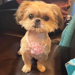 Trixy - Shih Tzu