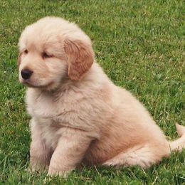 Golden Retrievers from Designer Goldens