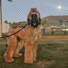 Afghan Hounds, Assorted Doodle Crosses, Aussiedoodles, Companion Crosses, Poodles, Yorkipoos, and Yorkshire Terriers from Teakwood Poodles of SoCal