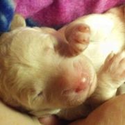 Bearded Retriever Puppies from Georgia Doodle Dogs