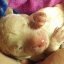 Bearded Retriever Puppies from Georgia Doodle Dogs