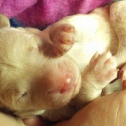 Bearded Retriever Puppies from Georgia Doodle Dogs