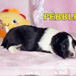 PEBBLES - BI BLACK FEMALE - Black and white female Shetland Sheepdog puppy in Frazeysburg, Ohio from Mountain High Kennels