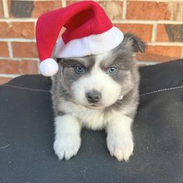 Anna - Blue female Pomsky puppy in Henderson, Kentucky from Paris Pomskies