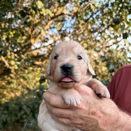 Sleepy - Light golden female Golden Retriever puppy in Knoxville, Tennessee from Jack and Ginger’s Goldens