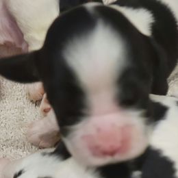 Girl 2 - Cocker Spaniel puppy in Penns Grove, New Jersey from Dominique Cockers