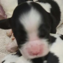 Girl 2 - Cocker Spaniel puppy in Penns Grove, New Jersey from Dominique Cockers