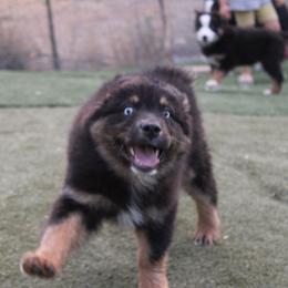 Mackenzie - Black tri-color male Australian Shepherd puppy in Sonoita, Arizona from Gardner Canyon Kennels