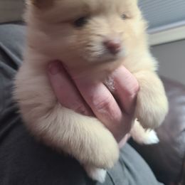 Pomeranian Puppies from Merri's Pom's