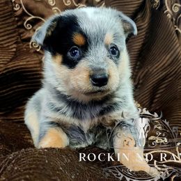 Australian Cattle Dog puppies from Rockin ND Ranch
