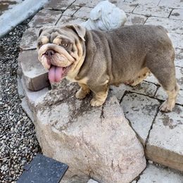 Neeka - Bulldog