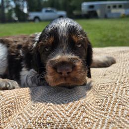 Baker - Liver and white male English Springer Spaniel puppy in Hephzibah, Georgia from Sidel's Springers