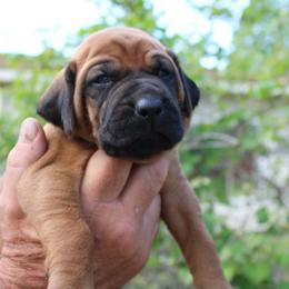 Emmanuel (No Ridge) - Rd whtn blk nose male Rhodesian Ridgeback puppy in Broussard, Louisiana from Karamojo Ridgebacks, Breeding Quality since 2012