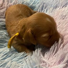 Buffy - Red female Dachshund puppy in Elizabethtown, Kentucky from Teeny Tiny Puppy Tails
