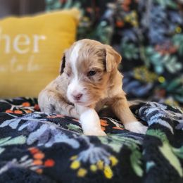 Aussiedoodle and Poodle Puppies from J&RAussiedoodles