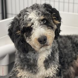 Lakeland - Bernedoodle