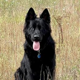 German Shepherds from Lucky Z Ranch
