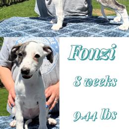 Fonzi - White and fawn brindle male Whippet puppy in Plainfield, Indiana from Rose Acre Whippets