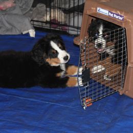 Bernese Mountain Dog Puppies from Baby Bear Bernese Kennel