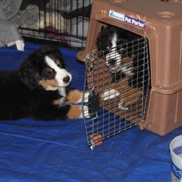Bernese Mountain Dog Puppies from Baby Bear Bernese Kennel