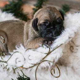 Great Dane Puppies from Pepper Mae Danes