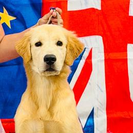 Bash - Light golden male Golden Retriever puppy in Saint Pauls, North Carolina from Copperfield’s Goldens