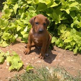 Ace - Rd whtn blk nose male Rhodesian Ridgeback puppy in Carney, Oklahoma from River Run Parson Russell terriers & River Run Ridgebacks