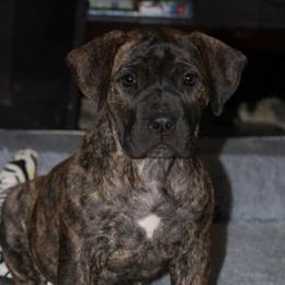 Apricot Collar Dark Brindle Female - Brindle female Boerboel puppy in Wasilla, Alaska from Northland Boerboels