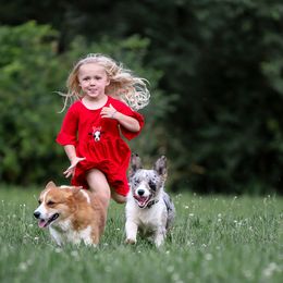 Blueberry - Pembroke Welsh Corgi