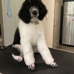 Poodle Puppies from Mars  Glitz Poodles