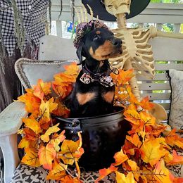 Purple collar girl - Black and rust female Doberman Pinscher puppy in Jefferson Township, New Jersey from Tristel Dobermans