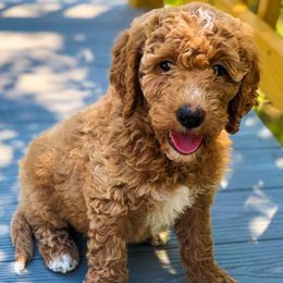 Goldendoodles from Doaks Creek Doodles