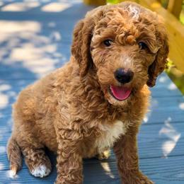 Goldendoodles from Doaks Creek Doodles