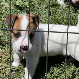 Johnny Cash - White and tan male Russell Terrier puppy in London, Kentucky from Norvell Kennels
