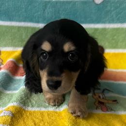 AKC Black and Tan Boy - Black and cream male Dachshund puppy in Sumrall, Mississippi from JP’s Dachshunds