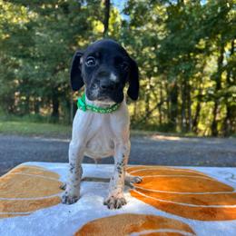Snoopy - Black and white male German Shorthaired Pointer puppy in Dugspur, Virginia from Pilgrims Trails Shorthairs