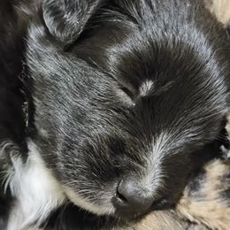 Australian Shepherd Puppies from Summit Australian Shepherds