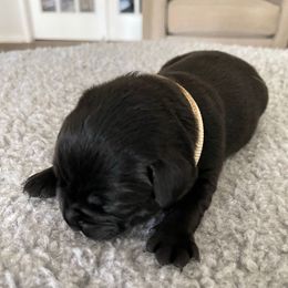 'Sugar' (Cream White collar) - Black female Labrador Retriever puppy in Grand Saline, Texas from Castle Hills Labradors