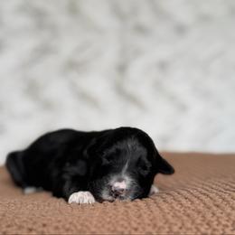 Doritos - Black tri-color female Australian Shepherd puppy in Argyle, Iowa from Country Time Kennels