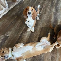 Basset Hounds from Howling Hounds of Bowersville