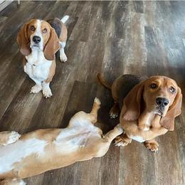 Basset Hounds from Howling Hounds of Bowersville