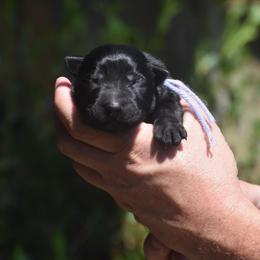 Purple collar male (Black) - Black male German Shepherd puppy in Marianna, Florida from Haus M Godwin