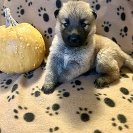 German Shepherd Puppies from Scenic City Shepherds