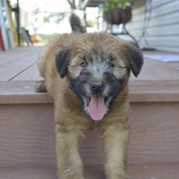 Ash - Wheaten male Soft Coated Wheaten Terrier puppy in Kirksville, Missouri from Ironwood Ridge Kennels