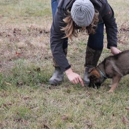 German Shepherd Puppies from Von Lindesfarne