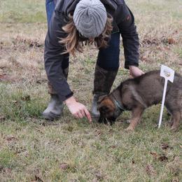 German Shepherd Puppies from Von Lindesfarne